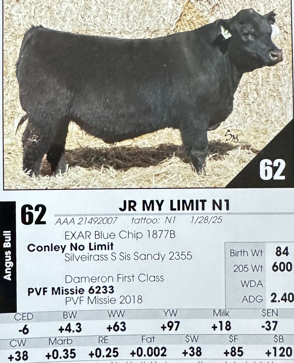 Simmental, SimAngus, Angus Bulls