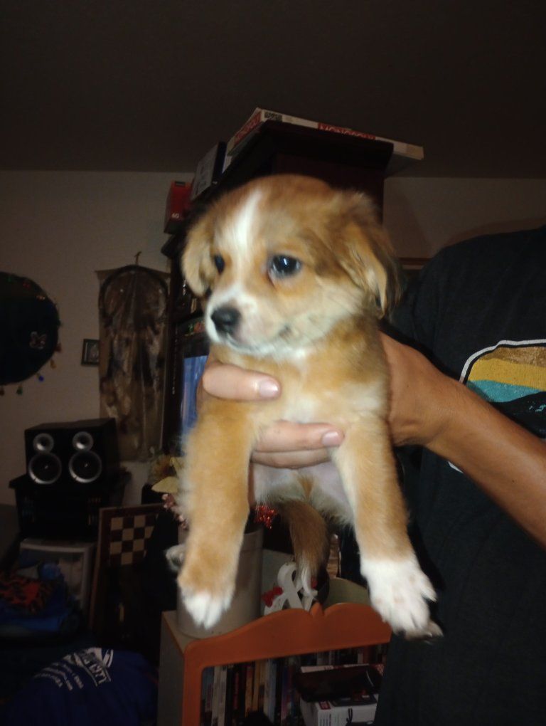 Mixed Breed Puppies - Small Chihuahua and kings Charles calver Looking for there forever Homes