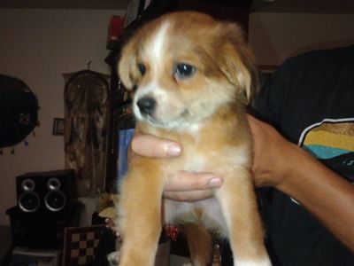 Mixed Breed Puppies - Small Chihuahua and kings Charles calver Looking for there forever Homes
