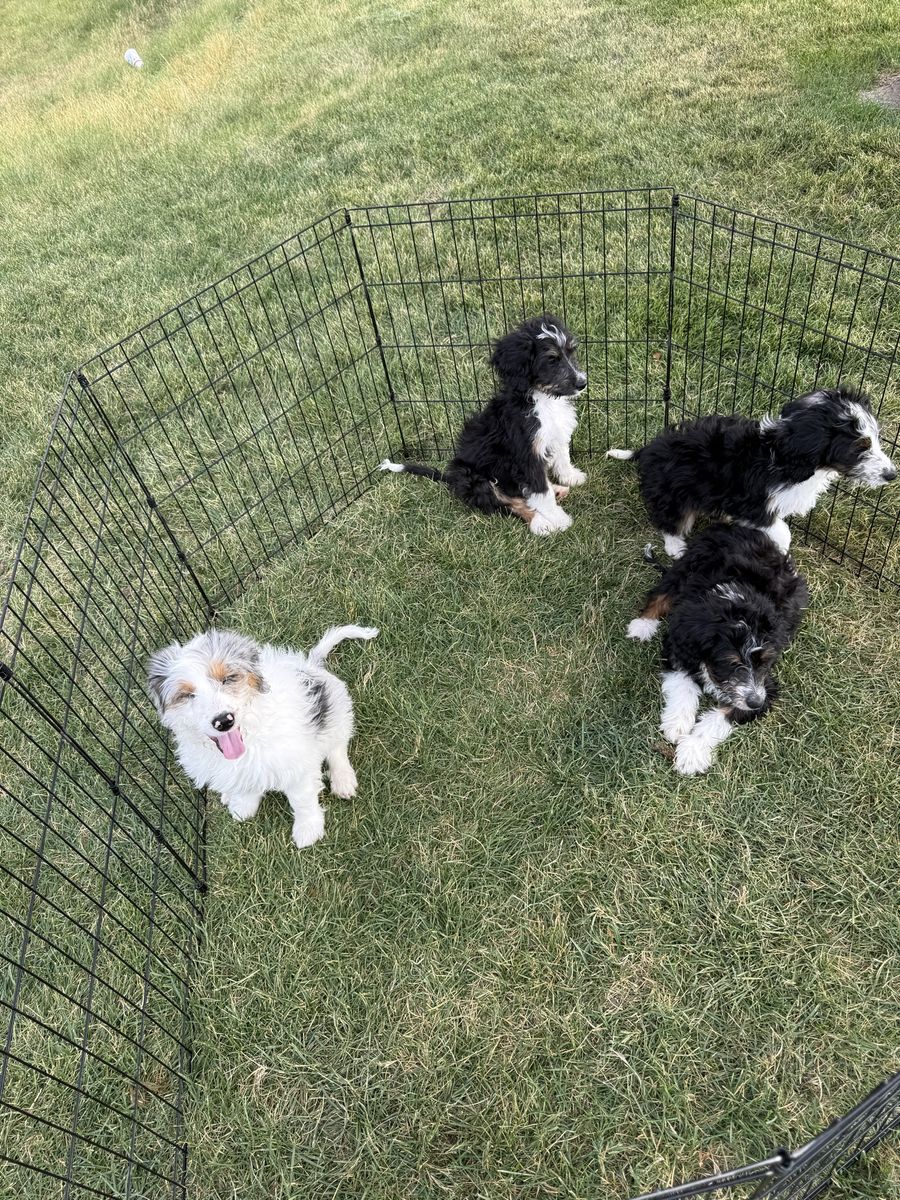 Mini Aussiedoodle puppies “Price Reduced”