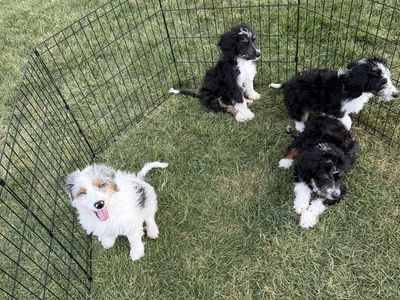 Mini Aussiedoodle puppies “Price Reduced”