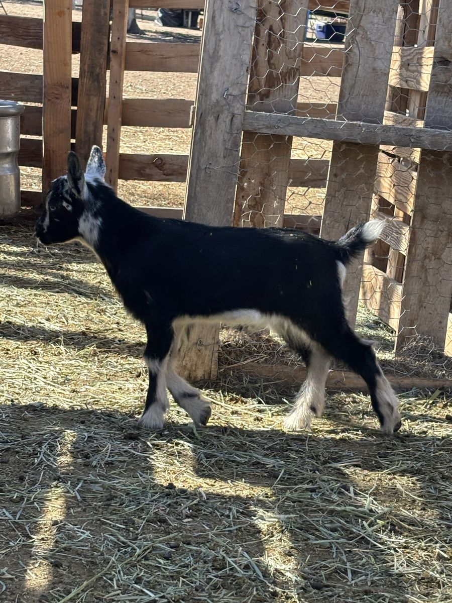 Nigerian Dwarf Goat Buckling