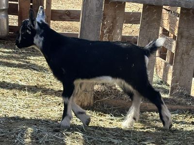 Nigerian Dwarf Goat Buckling