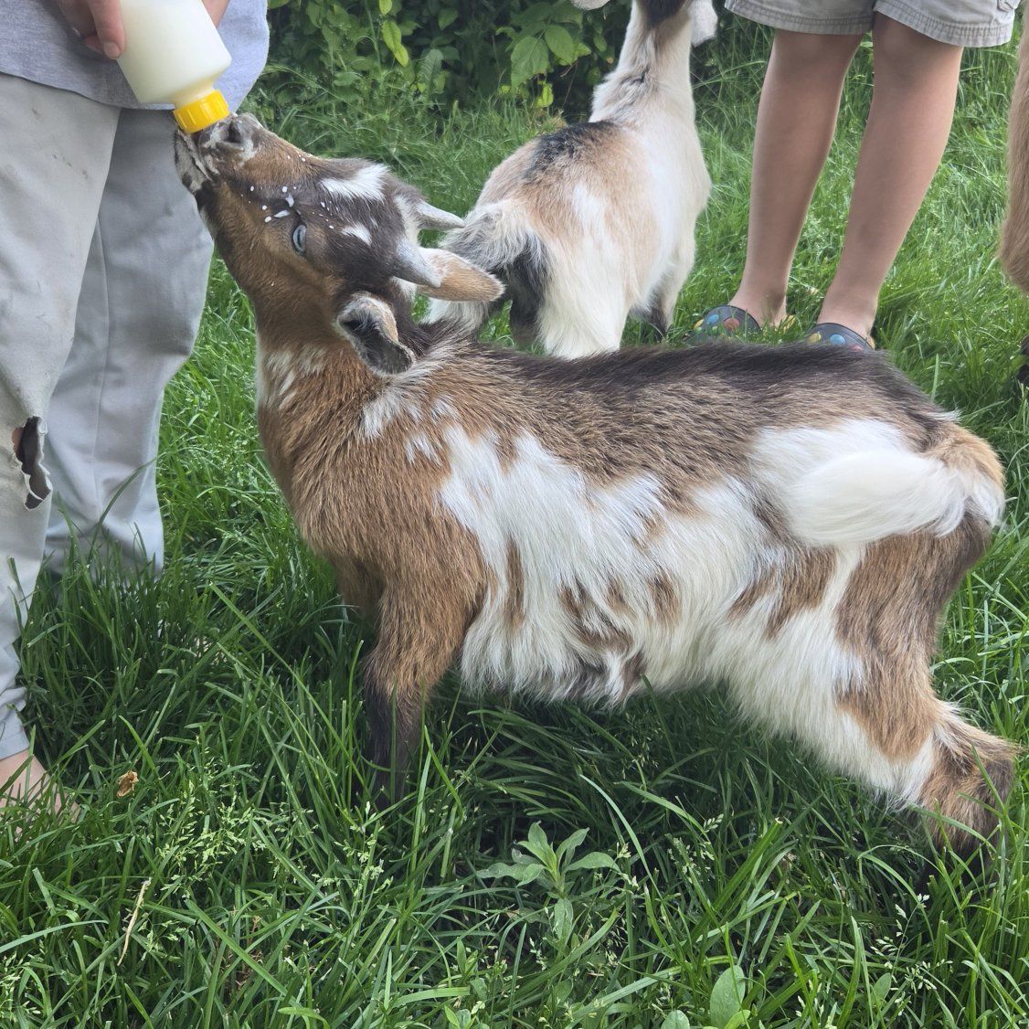 super sweet nigerian bucks blue eye