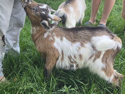super sweet nigerian bucks blue eye