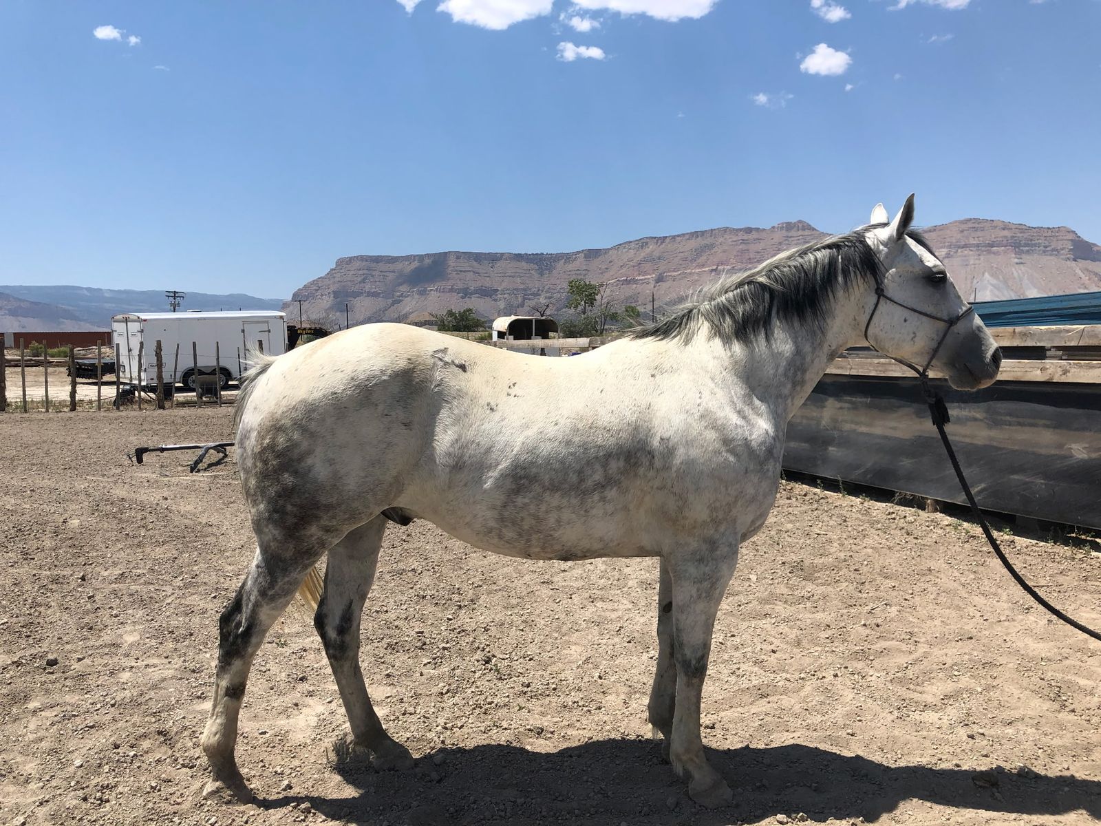8 year old gelding