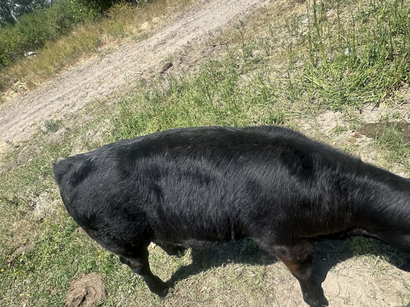 3.5 Month Old Black Calf - Approx. 330 lbs - Friendly Steer, Ready for a New Home