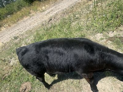 3.5 Month Old Black Calf - Approx. 330 lbs - Friendly Steer, Ready for a New Home