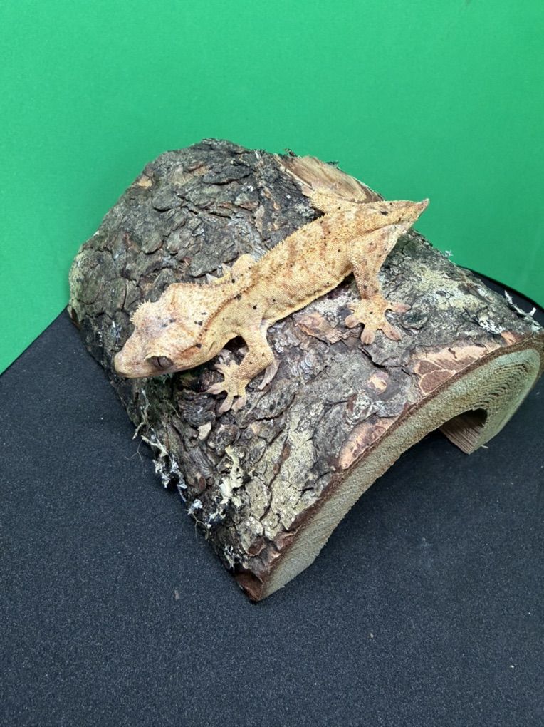 Crested Gecko