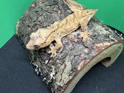 Crested Gecko