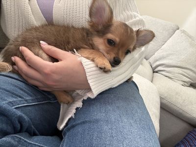 Chihuahua Puppy
