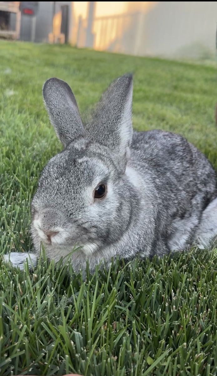 3-year-old Silver Marten male bunny.