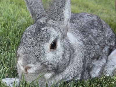 3-year-old Silver Marten male bunny.
