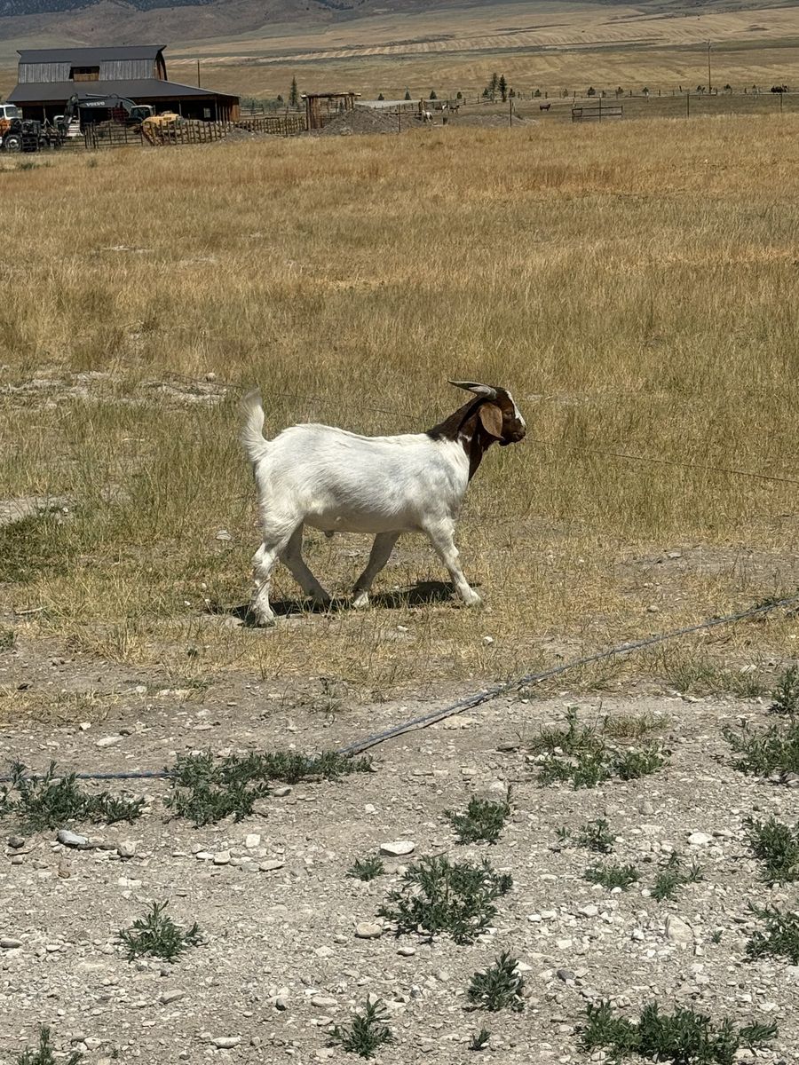 Boer Goat,  male 8 months old