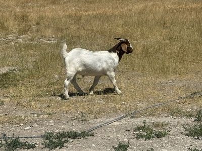 Boer Goat, male 8 months old