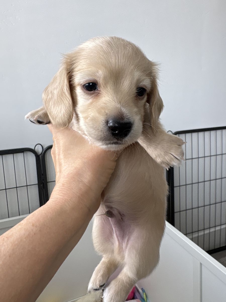 Mini AKC Dachshund Cream Puppies