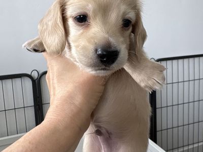 Mini AKC Dachshund Cream Puppies