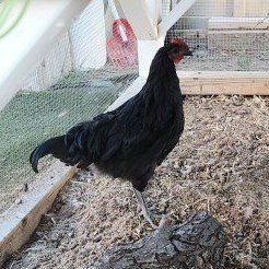 Black Australop Rooster for Sale