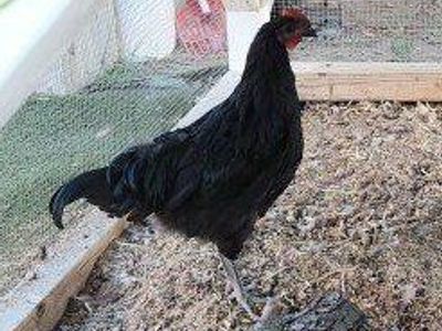 Black Australop Rooster for Sale
