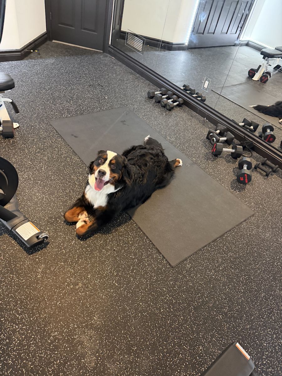 1 year old Bernese, BEST DOG
