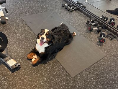 1 year old Bernese, BEST DOG