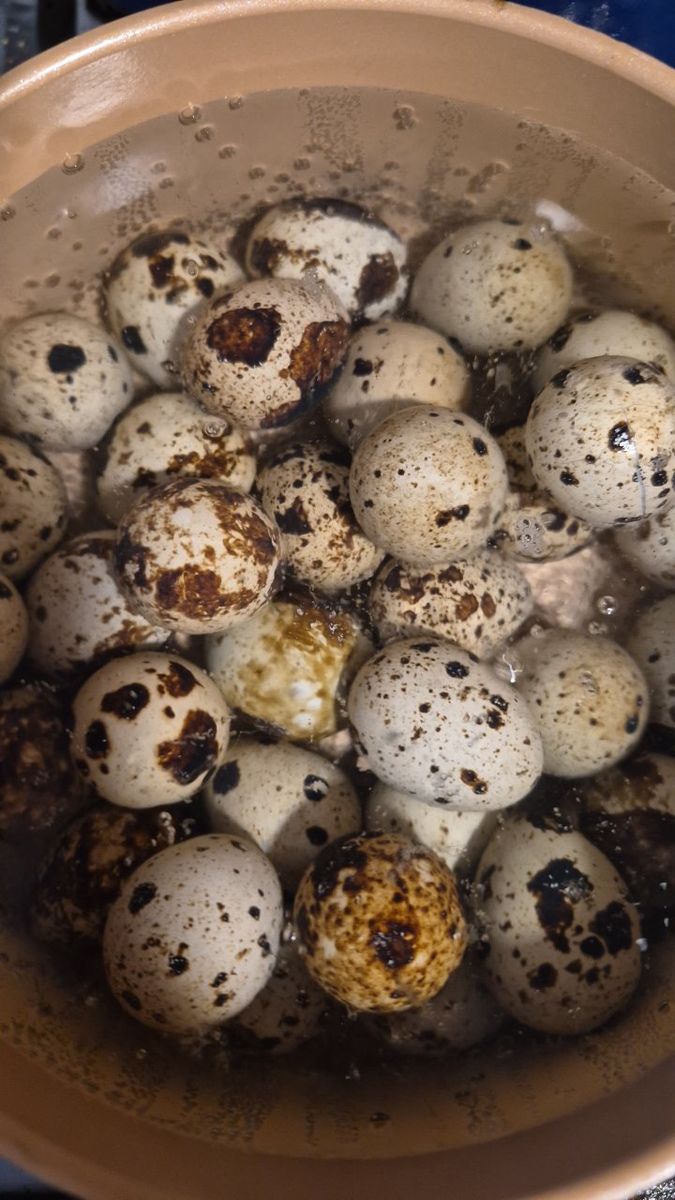 Frozen Quail Chicks (feeders)