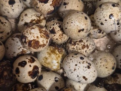 Frozen Quail Chicks (feeders)