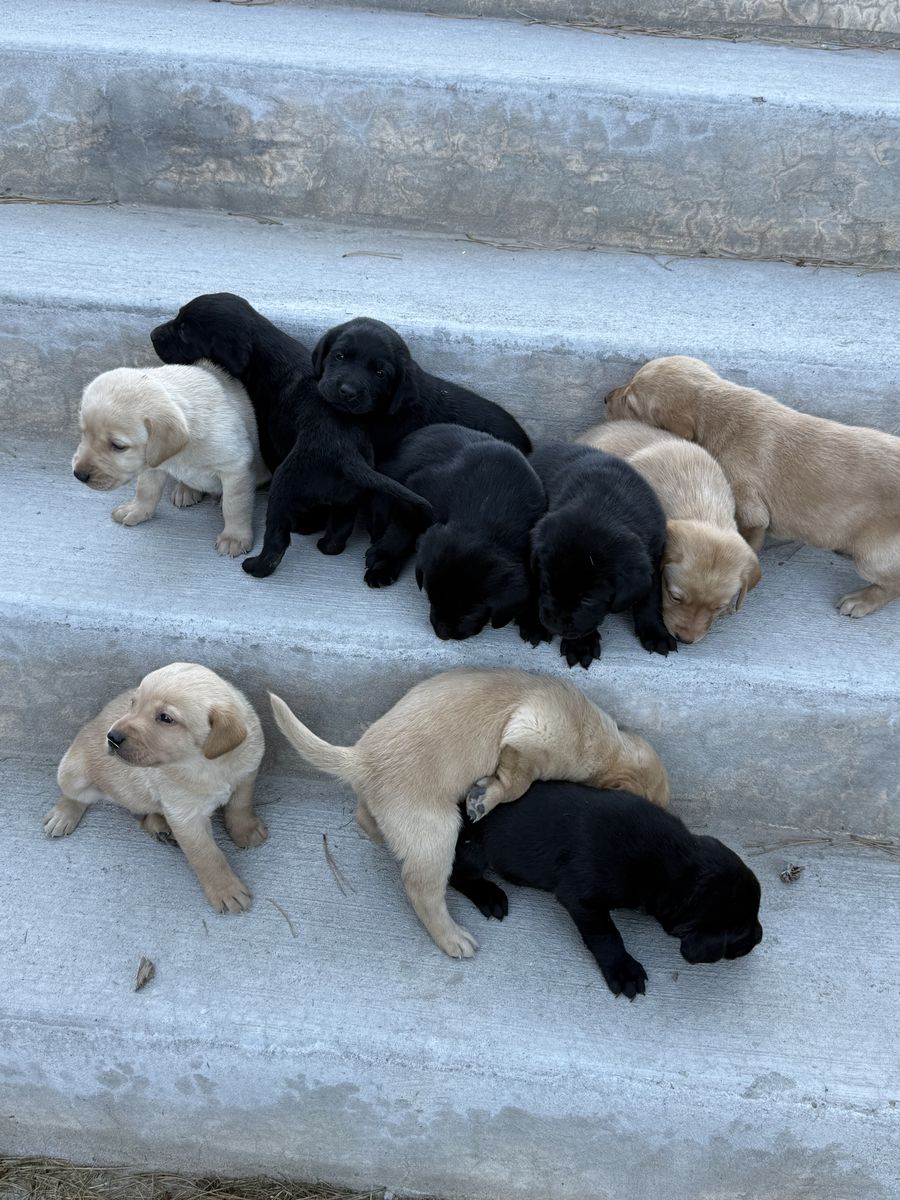 AKC Registered Labrador Retriever Puppies