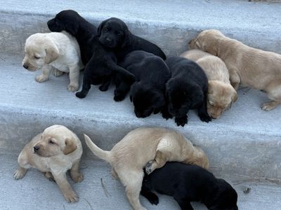AKC Registered Labrador Retriever Puppies