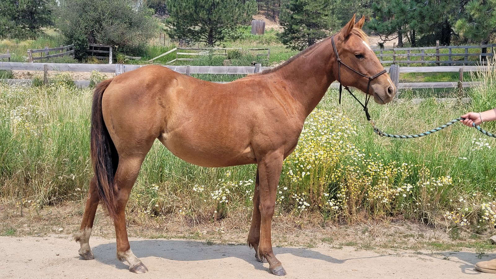 2025 Chestnut Filly (Chickasaw)