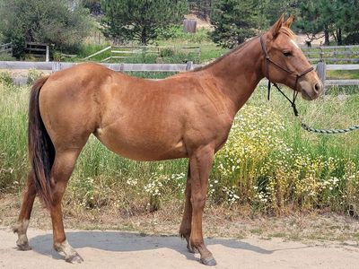 2025 Chestnut Filly (Chickasaw)