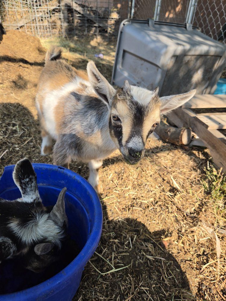 Nigerian Dwarf Goat Kid - Tri-color Buckling