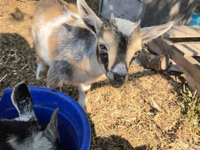 Nigerian Dwarf Goat Kid - Tri-color Buckling