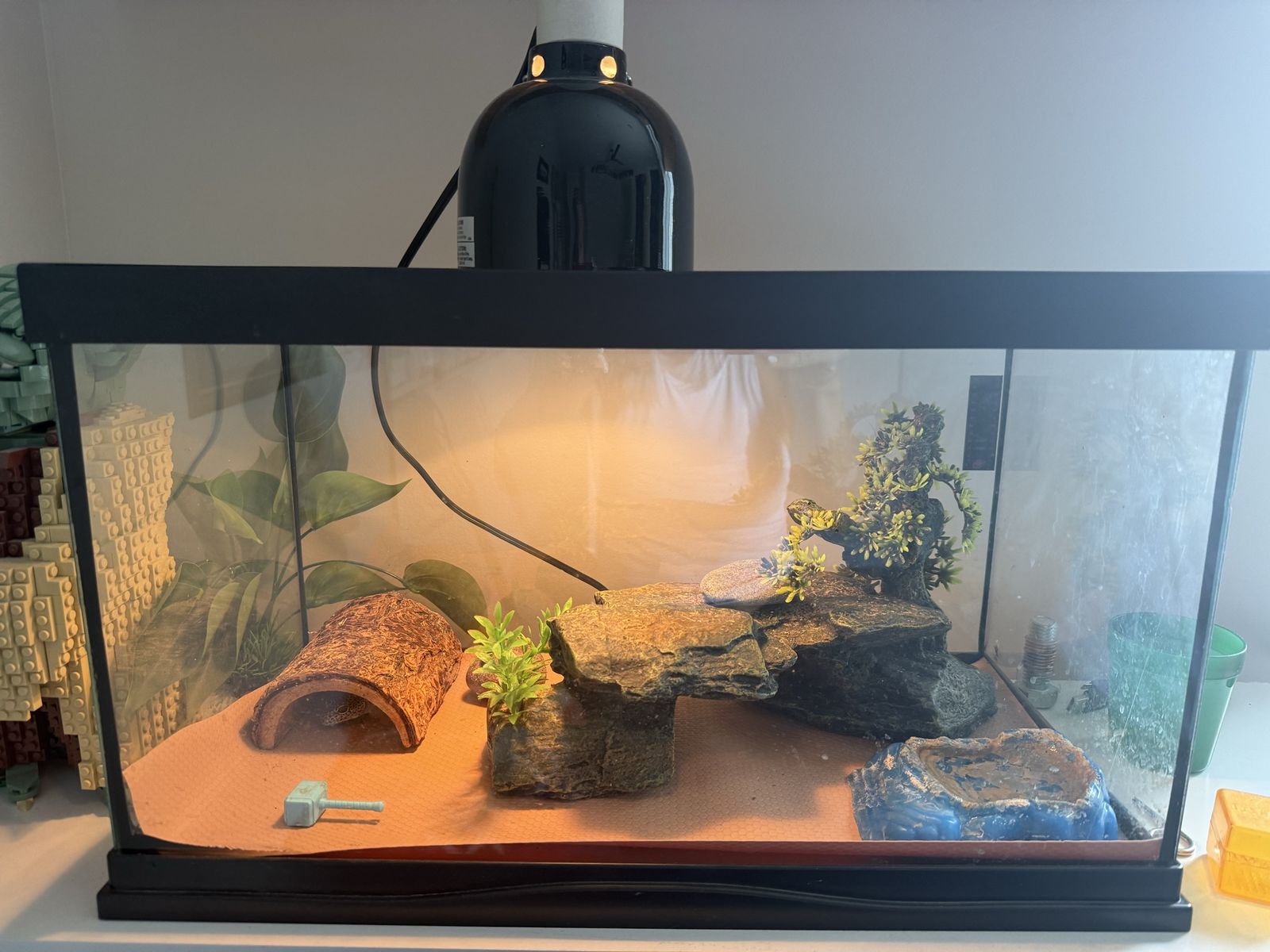 4-Year-Old Leopard Gecko with Terrarium, Lamp, and Accessories - Complete Setup