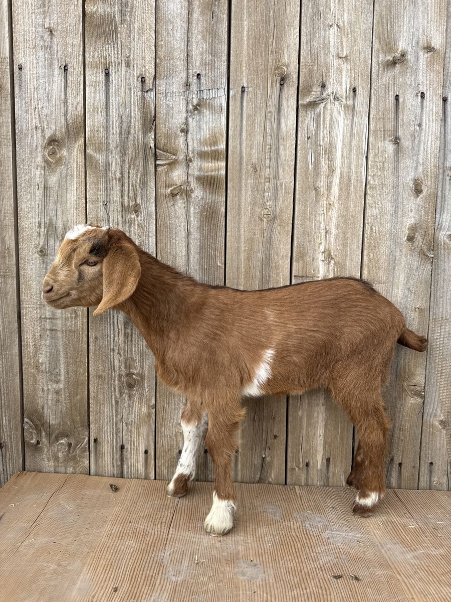 3/4 Nubian 1/4 Boer Buckling