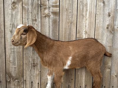 3/4 Nubian 1/4 Boer Buckling