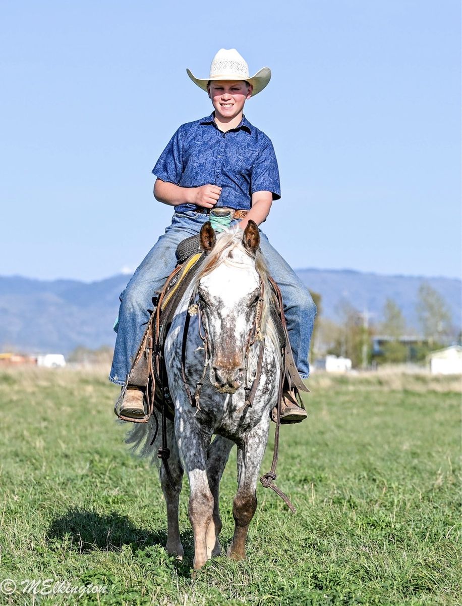Fancy Appaloosa Gelding