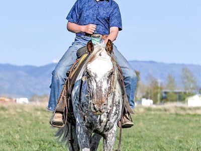 Fancy Appaloosa Gelding