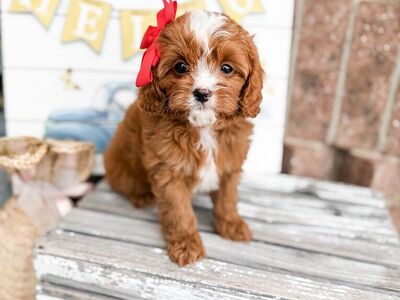 Cavapoo Girl