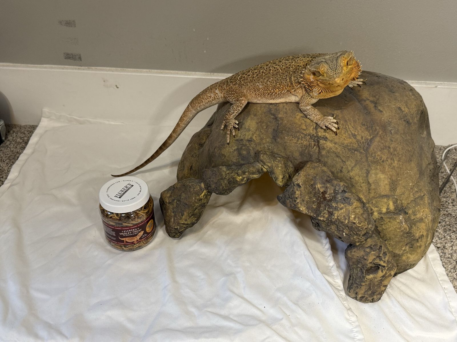 Adult female bearded dragon and cave