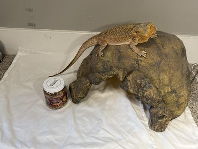 Adult female bearded dragon and cave