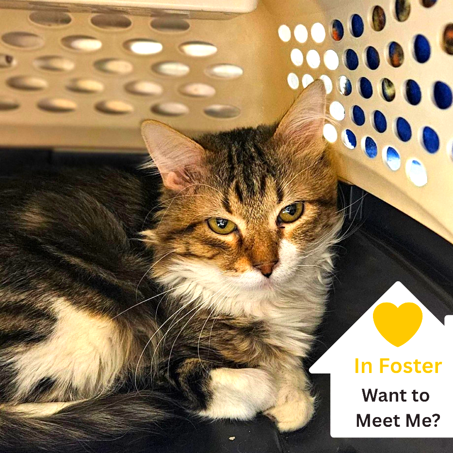 Hello my name is Thread Crumb