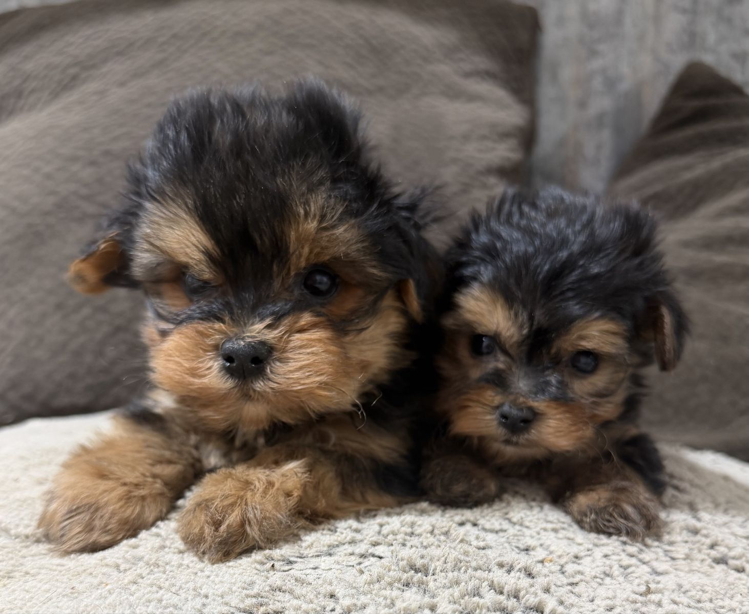 Cute little Yorkie Puppies. Purebred Yorkies