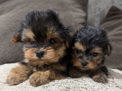 Cute little Yorkie Puppies. Purebred Yorkies