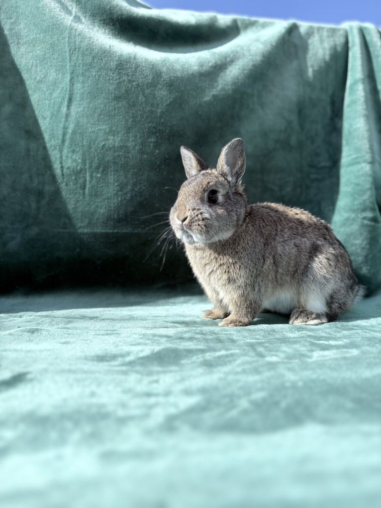 PP Chestnut Netherland Dwarf Bunny Rabbit – $75