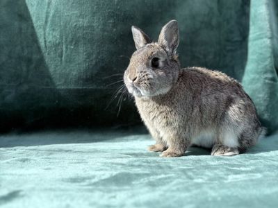 PP Chestnut Netherland Dwarf Bunny Rabbit – $75
