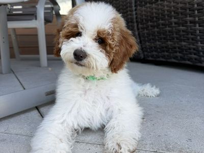 Darling house Trained Mini Goldendoodle Boy