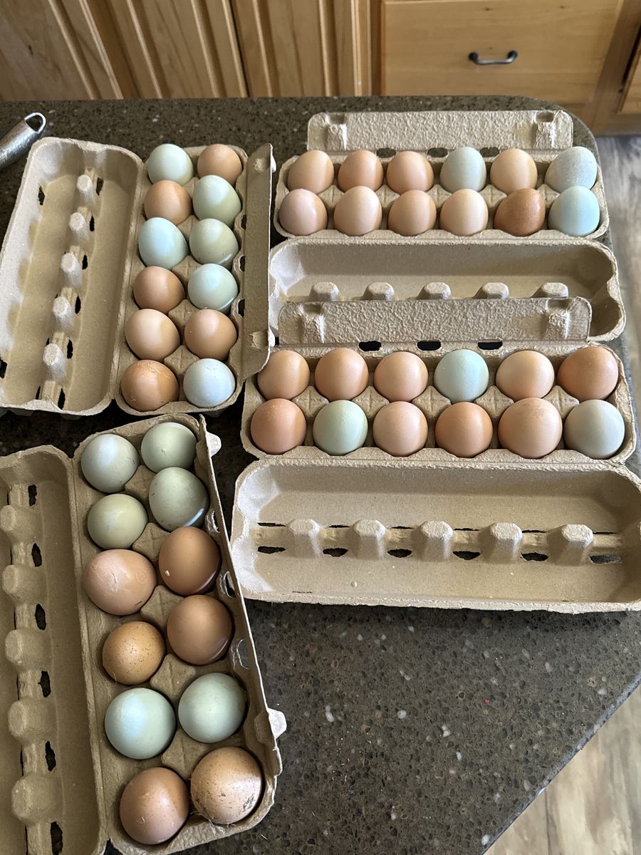 Fresh Eggs