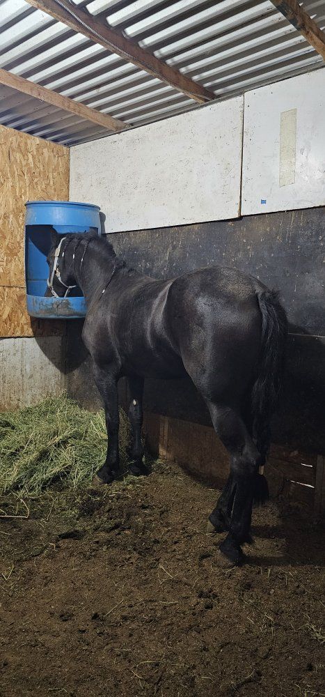 3/4 friesian mare 3yo