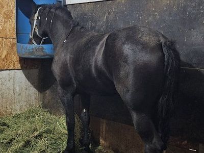 3/4 friesian mare 3yo